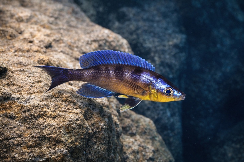Cyprichromis sp. 'kibishi'